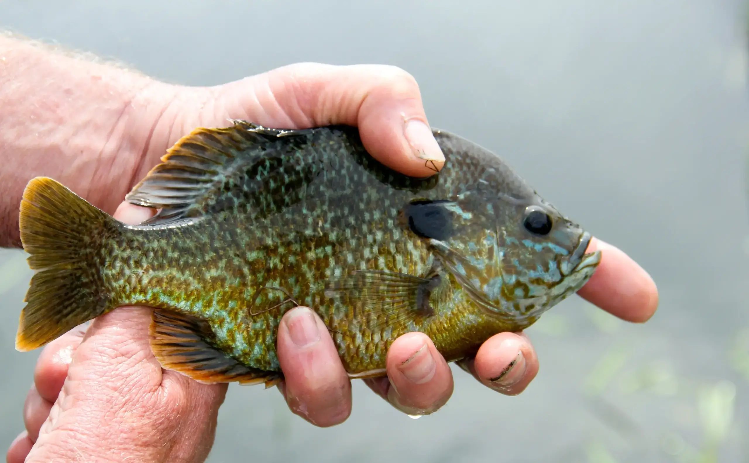 Shell Cracker Fish: Ultimate Guide to Catching and Cooking - Fishing Fount